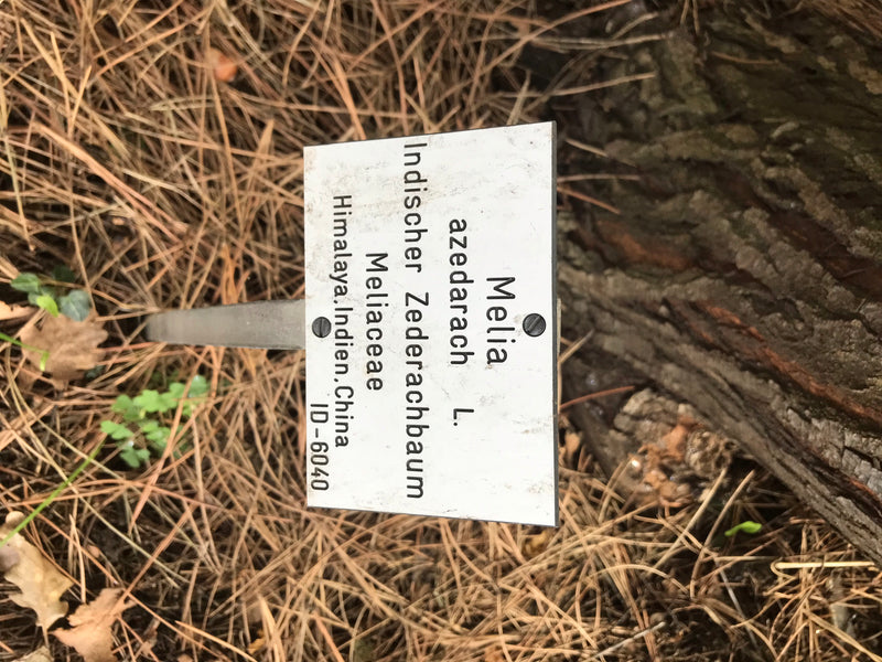 Indischer Zederachbaum — foto 1 van 4
