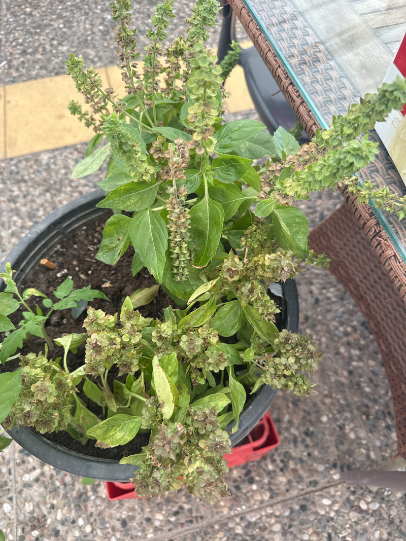 Indiase basilicum — Bild 4