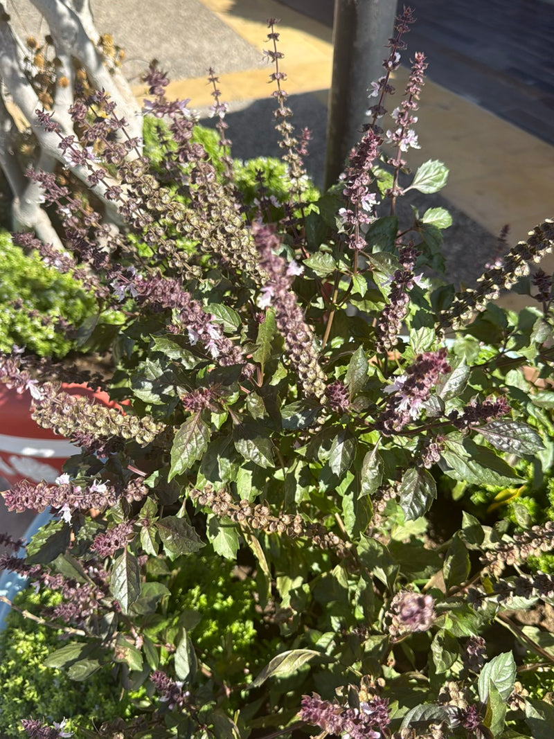 Indiase basilicum — foto 4 van 23