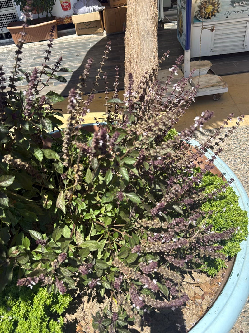 Indiase basilicum — Bild 1