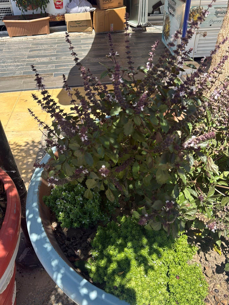 Indiase basilicum — Bild 3