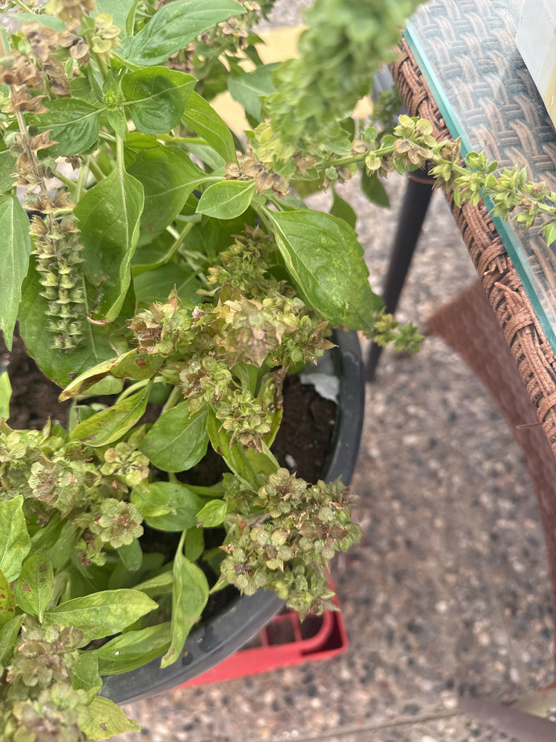 Indiase basilicum — Bild 5