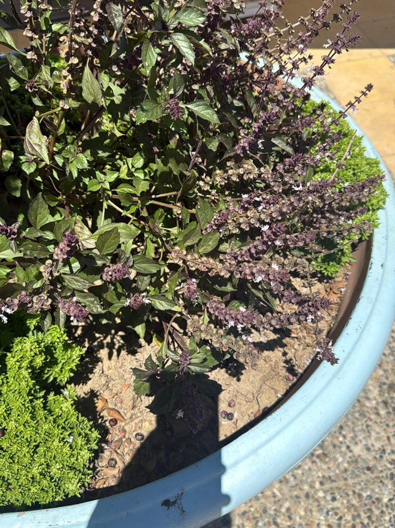 Indiase basilicum — Bild 2