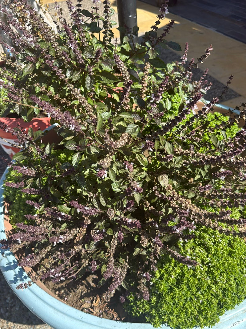 Indiase basilicum — foto 1 van 23