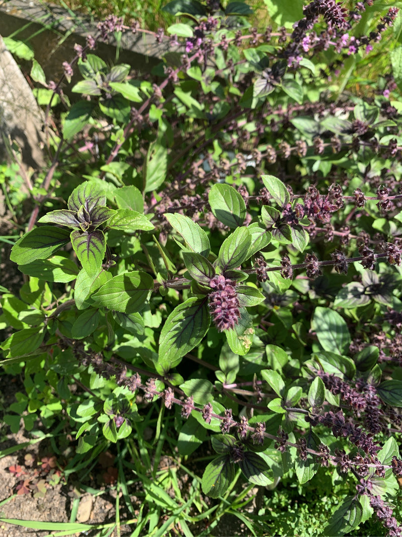 Indiase basilicum — foto 5 van 23