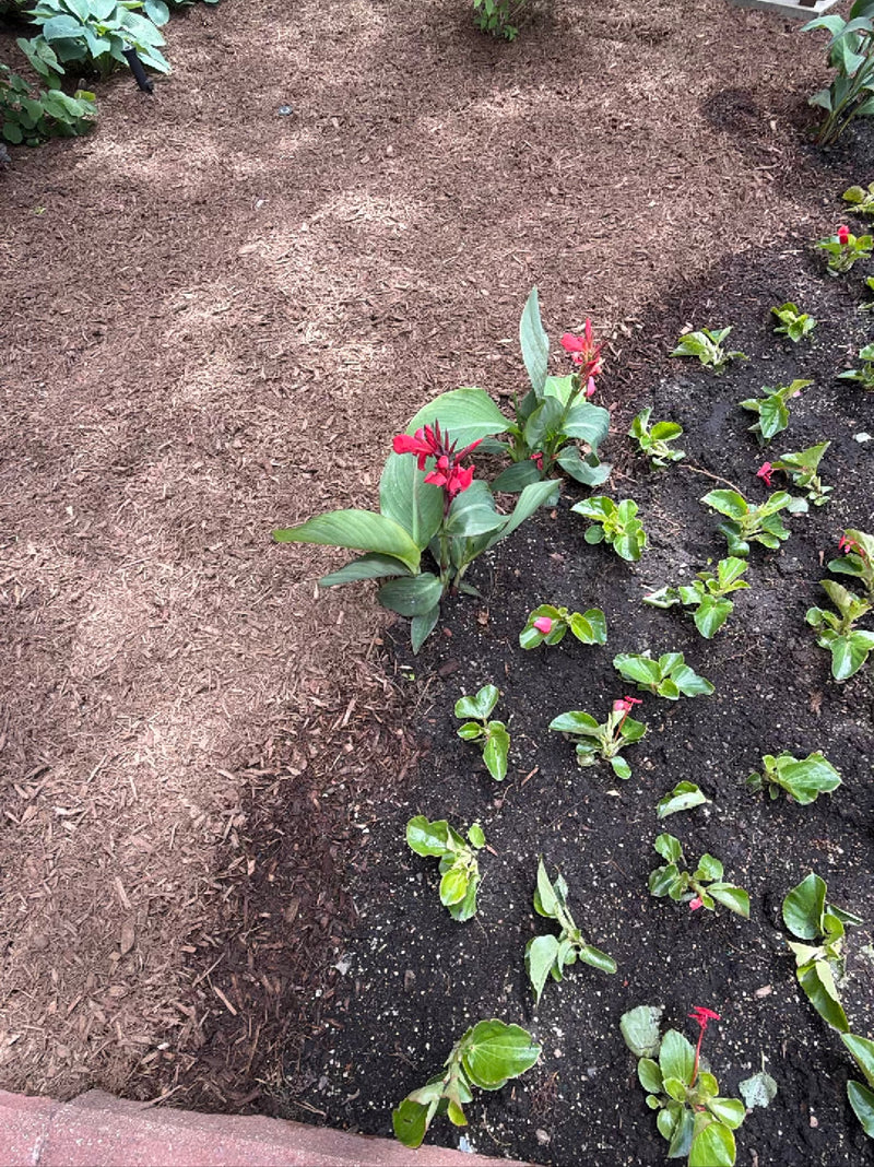 Indisches Blumenrohr — Bild 1