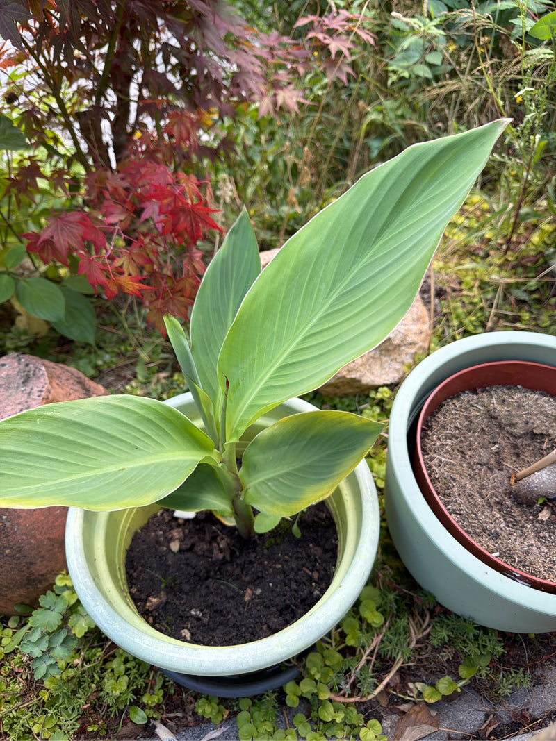 Een jonge bloemriet-plant met grote, lichtgroene bladeren is te zien in een bloempot. De kenmerkende bladvorm en adering zijn duidelijk herkenbaar.
