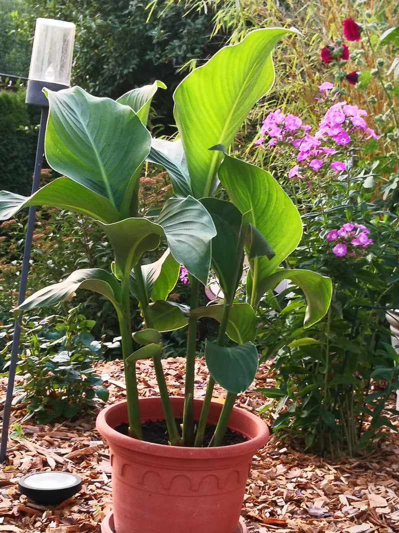 De afbeelding toont een gezonde Indische bloemriet plant in een terracotta bloempot. Deze staat in de tuin omringd door schorsmulch en andere bloemen.