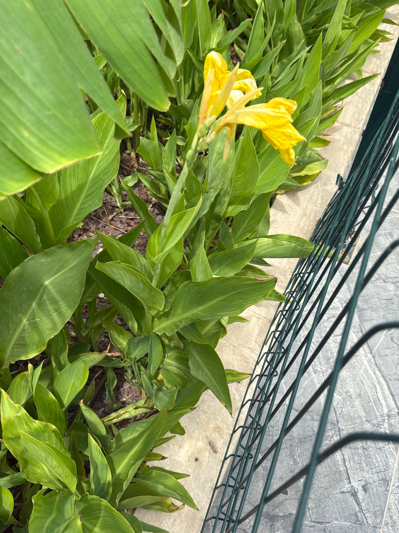 Te zien is een indiaas bloemriet met grote groene bladeren en opvallende gele bloemen. Het groeit in een tuingen naast een metalen hek.