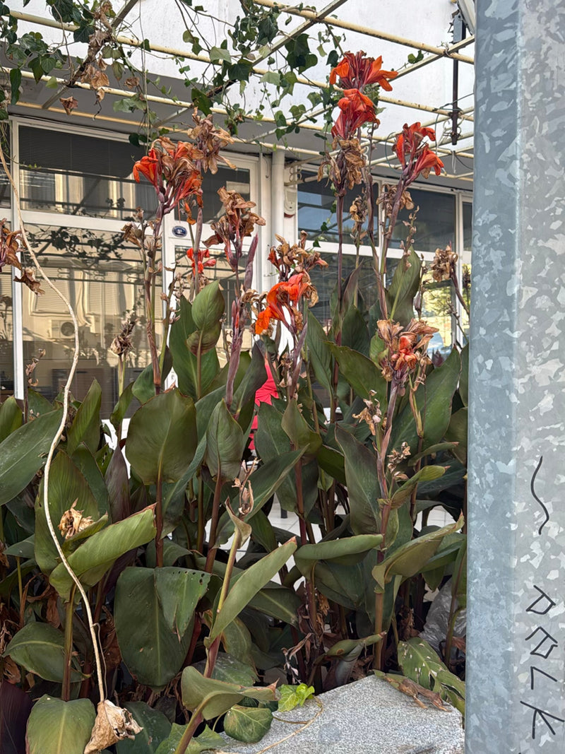 Een groep Indiaas bloemriet met grote groene bladeren en opvallende rode bloemen is te zien. De planten staan voor een gebouw.