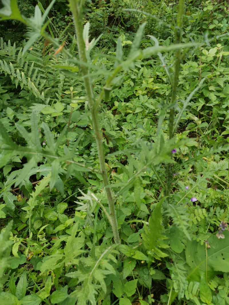 Onbepaald insect — Bild 2