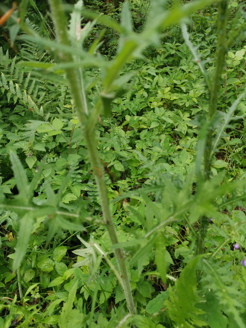 Onbepaald insect — Bild 3
