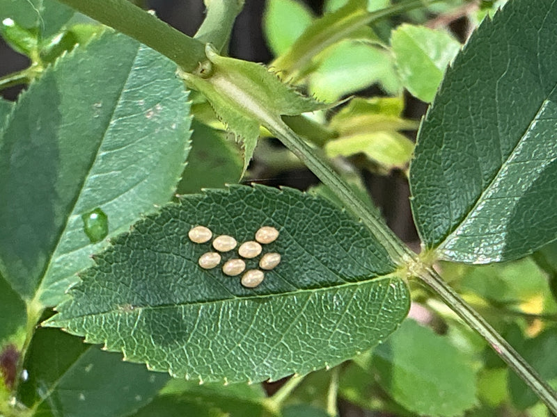 Onbepaald insect — Bild 5