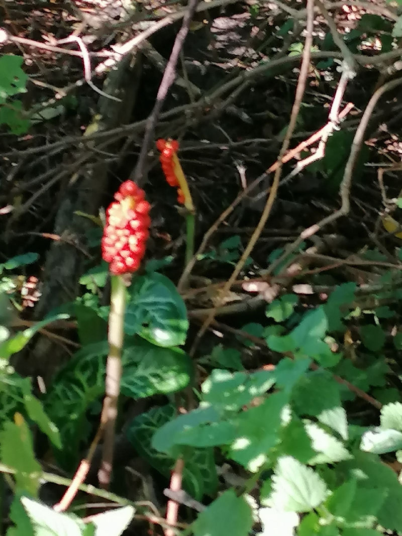 Een Italiaanse aronskelk met een opvallende, opgaande vruchtkolom met rode bessen groeit in het kreupelhout.
