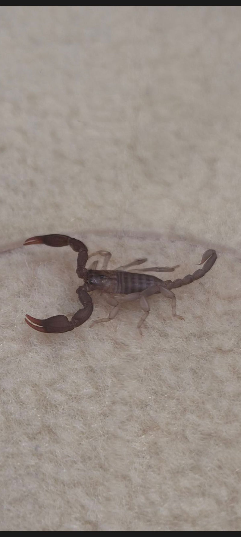 Italienischer Skorpion — foto 1 van 1