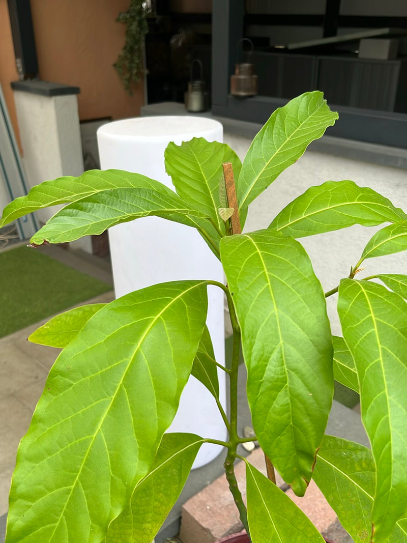 Jackfruitboom — Bild 3