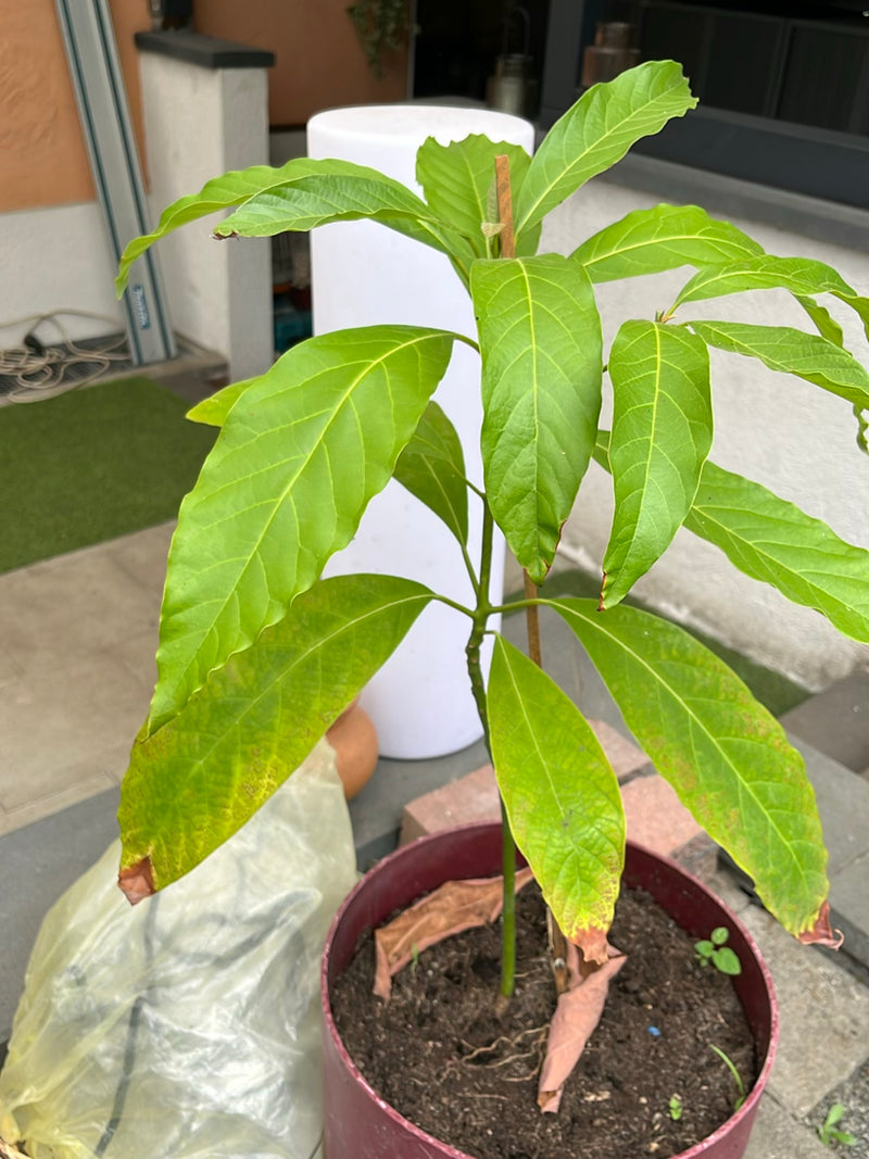 Jackfruitboom — Bild 1