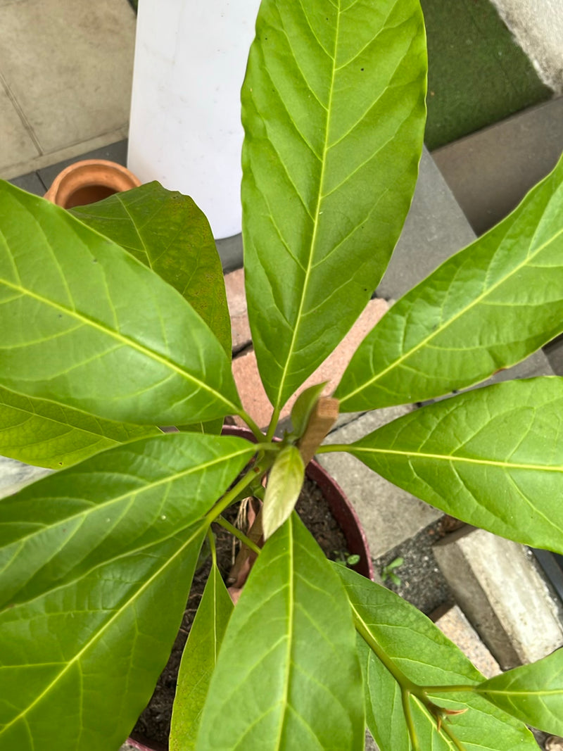 Jackfruitboom — Bild 2