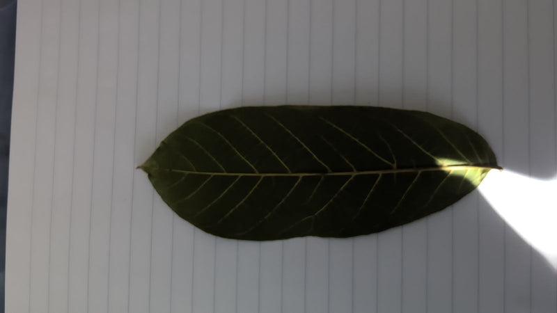 Een enkel, langwerpig blad van een jackfruitboom ligt plat op gelinieerd papier.