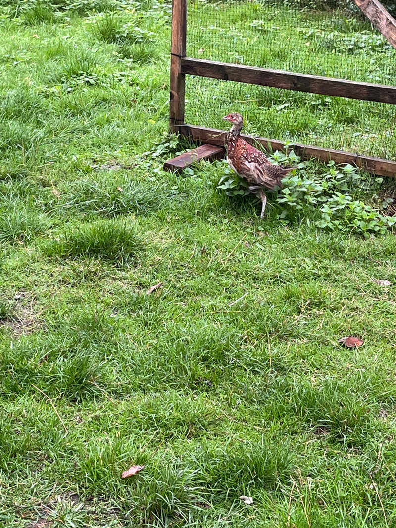 jacht op fazant — foto 1 van 6