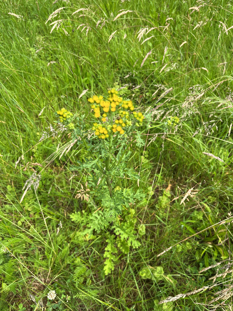 Jakobs-Greiskraut — Bild 2