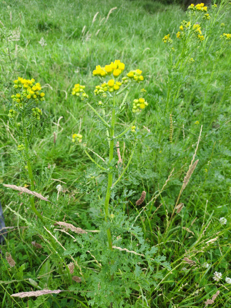 Jakobskruiskruid — Bild 4