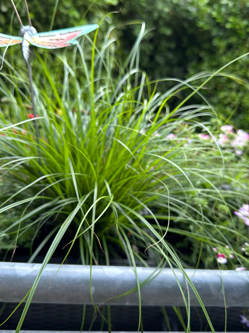 Een dichte pol van de Japanse zegge met lange, smalle bladeren is te zien in een tuin. De plant groeit in een pot.
