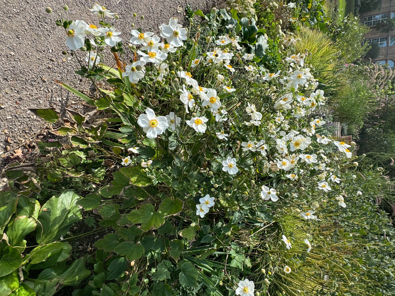 Een weelderig bloeiende herfstanemoon met talrijke witte bloemen en een geel hart groeit langs een grindpad.