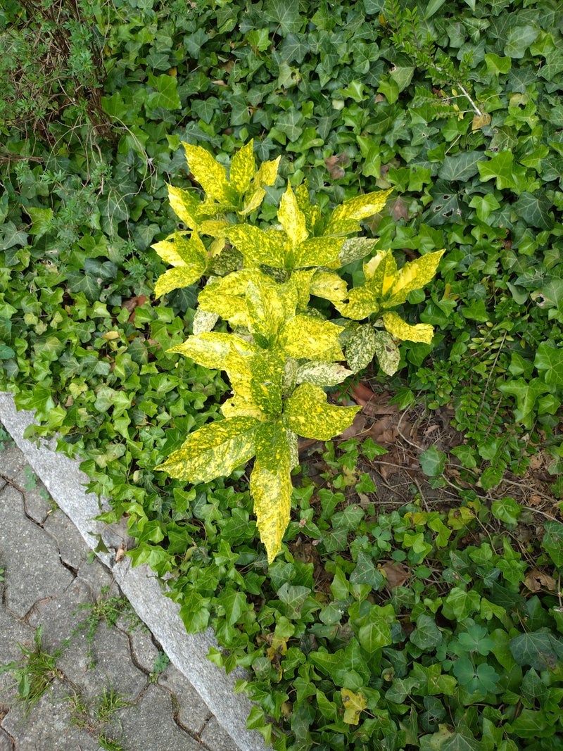 Japanse Aukube — Bild 1