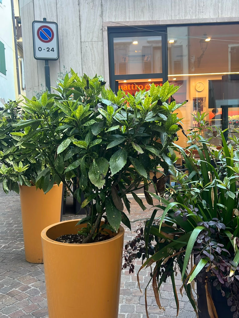Een Japanse broodboom staat in een oranje plantenbak op een verharde ondergrond voor een gebouw. De glanzende bladeren tonen het typische gevlekte patroon.