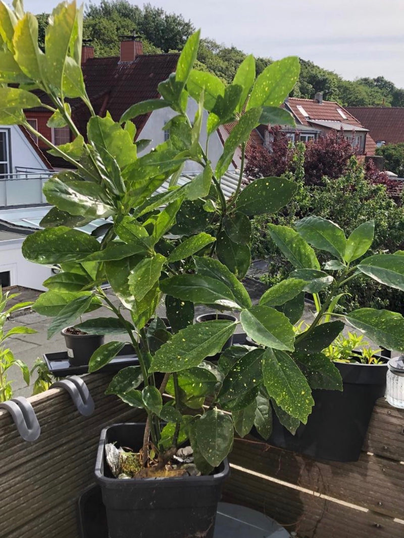 Een Japanse broodboom is te zien in een plantenbak op een balkon. De plant laat zijn kenmerkende glanzende bladeren met gelige vlekken zien.