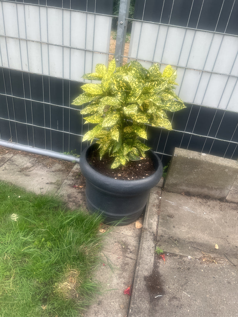 Een Japanse broodboom groeit in een donkere bloempot voor een bouwhek. De kenmerkend geel-groen gespikkelde bladeren zijn duidelijk zichtbaar.