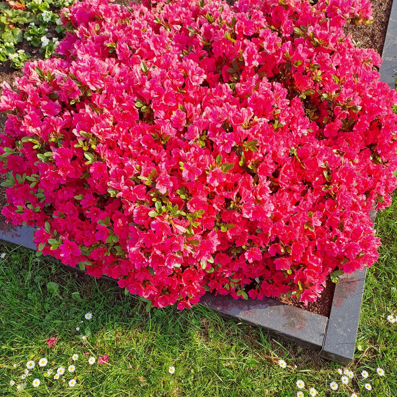 Te zien is een dichte, rijkelijk bloeiende struik van de Japanse azalea met intense rode bloemen. De plant staat in een tuinenbed omringd door gazon.