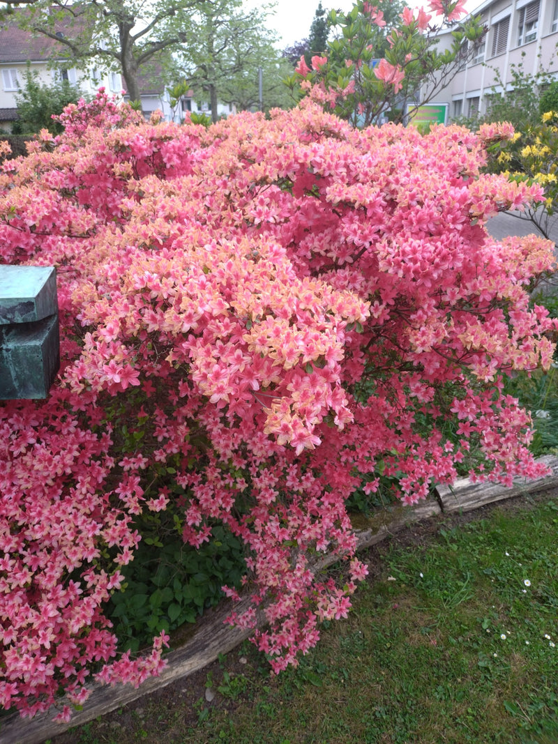 Japanse azalea — Bild 1