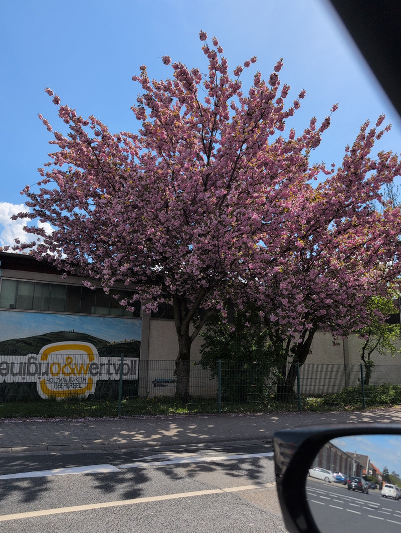 Te zien is een grote, rijkelijk bloeiende sierkers met roze bloemen voor een gebouw. De boom staat langs een straat met autoverkeer.