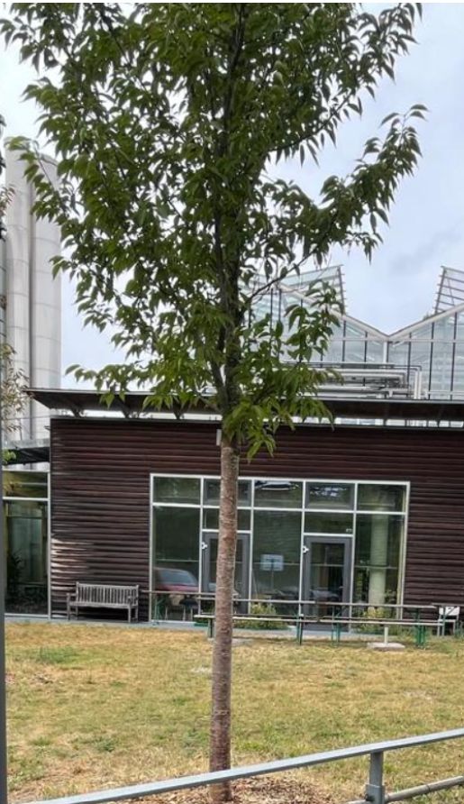 De foto toont een jonge sierkersboom met groen blad die groeit op een gazon voor een modern gebouw.