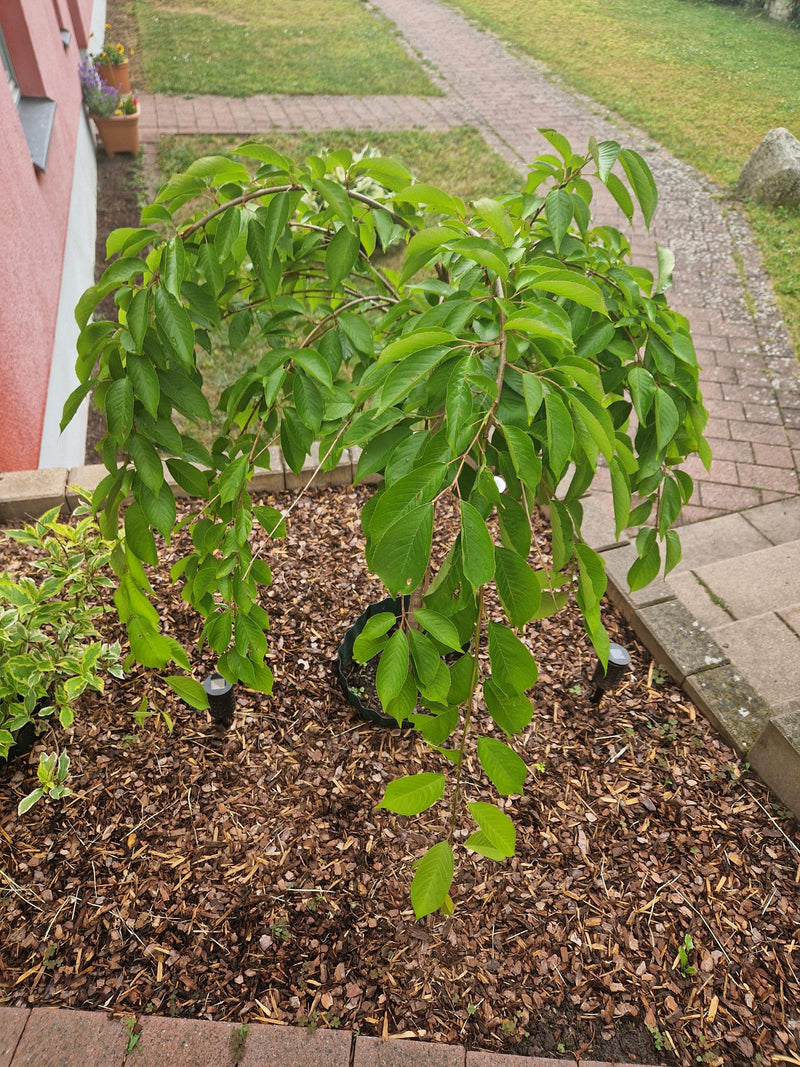 Te zien is een jonge sierkers met hangende takken en groene bladeren. De boom staat in een tuinbed met boombast.