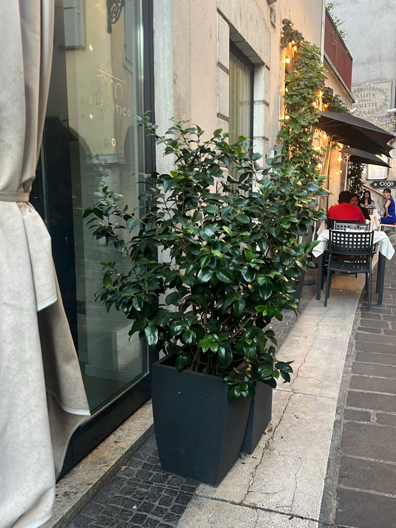 Japanse camelia — Bild 1