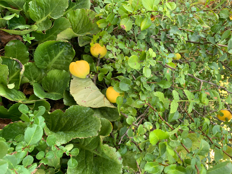 De afbeelding toont gele vruchten van dwergkwee omringd door dichte groen bladeren. De rijp fruit hangt aan de takken van de struik.