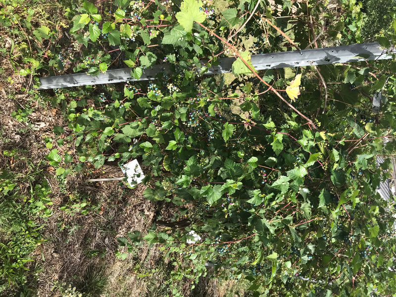 Japanische Scheinrebe — foto 1 van 4