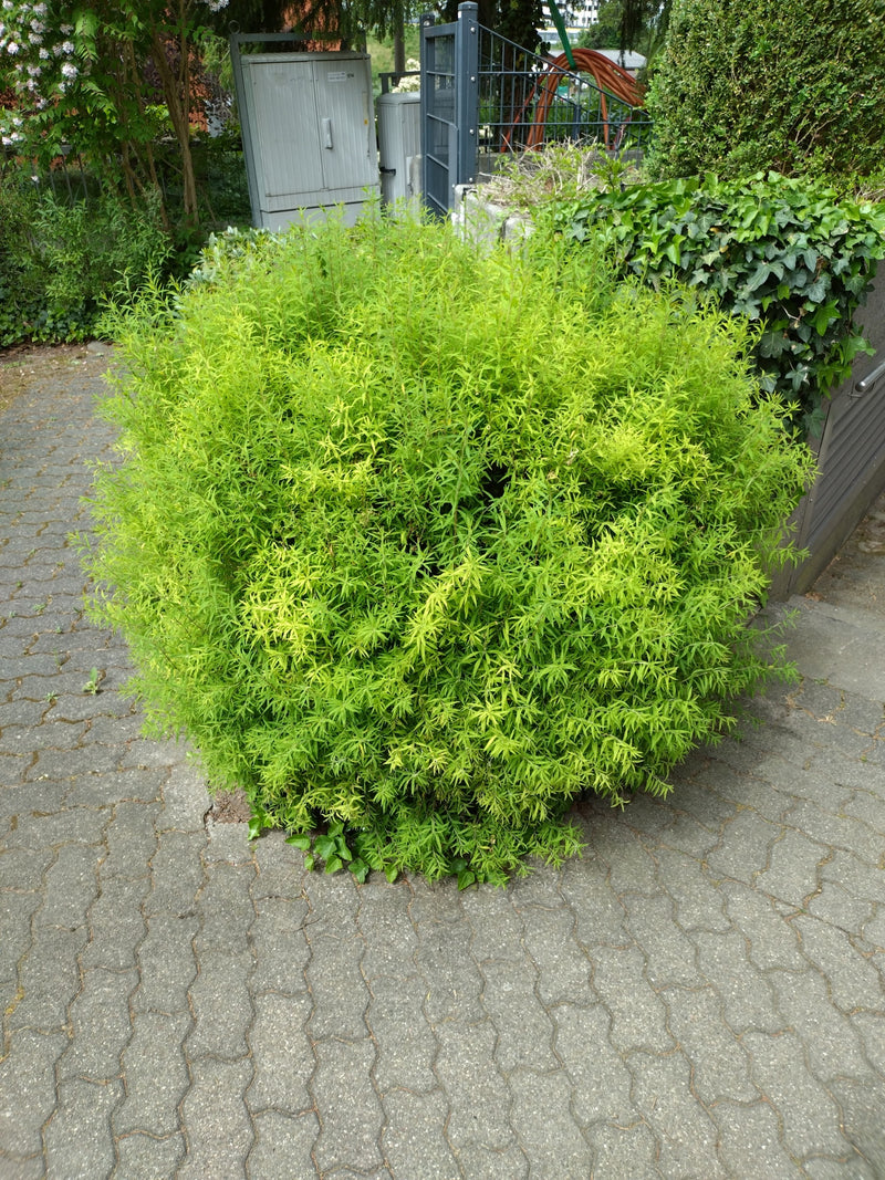 Dwergspirea — Bild 1