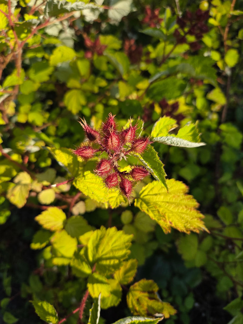 De afbeelding toont de kenmerkende, roodachtige en behaarde bloemknoppen en heldergroene bladeren van een Japanse wijnbes. De plant groeit in een natuurlijke...