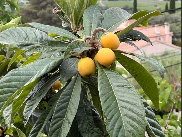 Japanse loquat — Bild 1