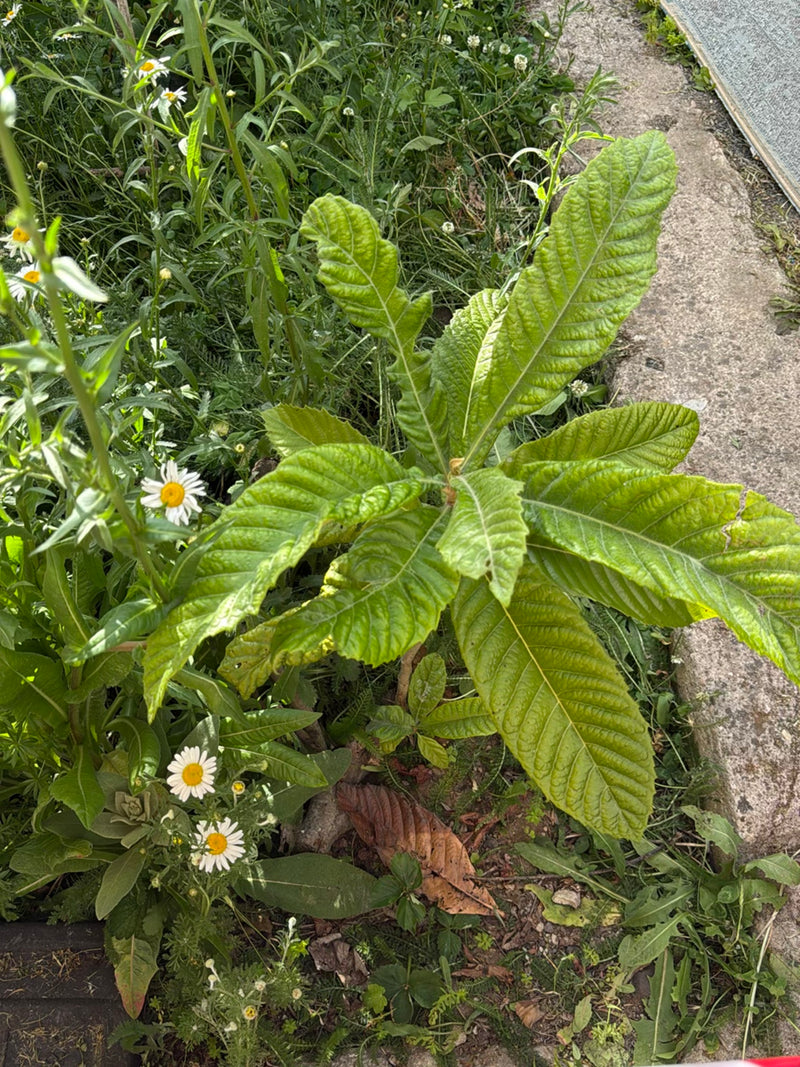De afbeelding zeigt een jonge Japanse mispel met zijn kenmerkende grote, donkergroene en sterk genaaderde bladeren. De plant groeit in een tuinbed naast een ...