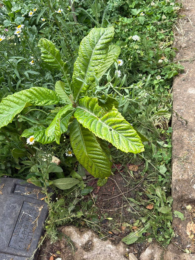 Een jonge Japanse mispel groeit in een tuinbed naast een stenen pad en toont zijn kenmerkende grote, gerimpelde bladeren.