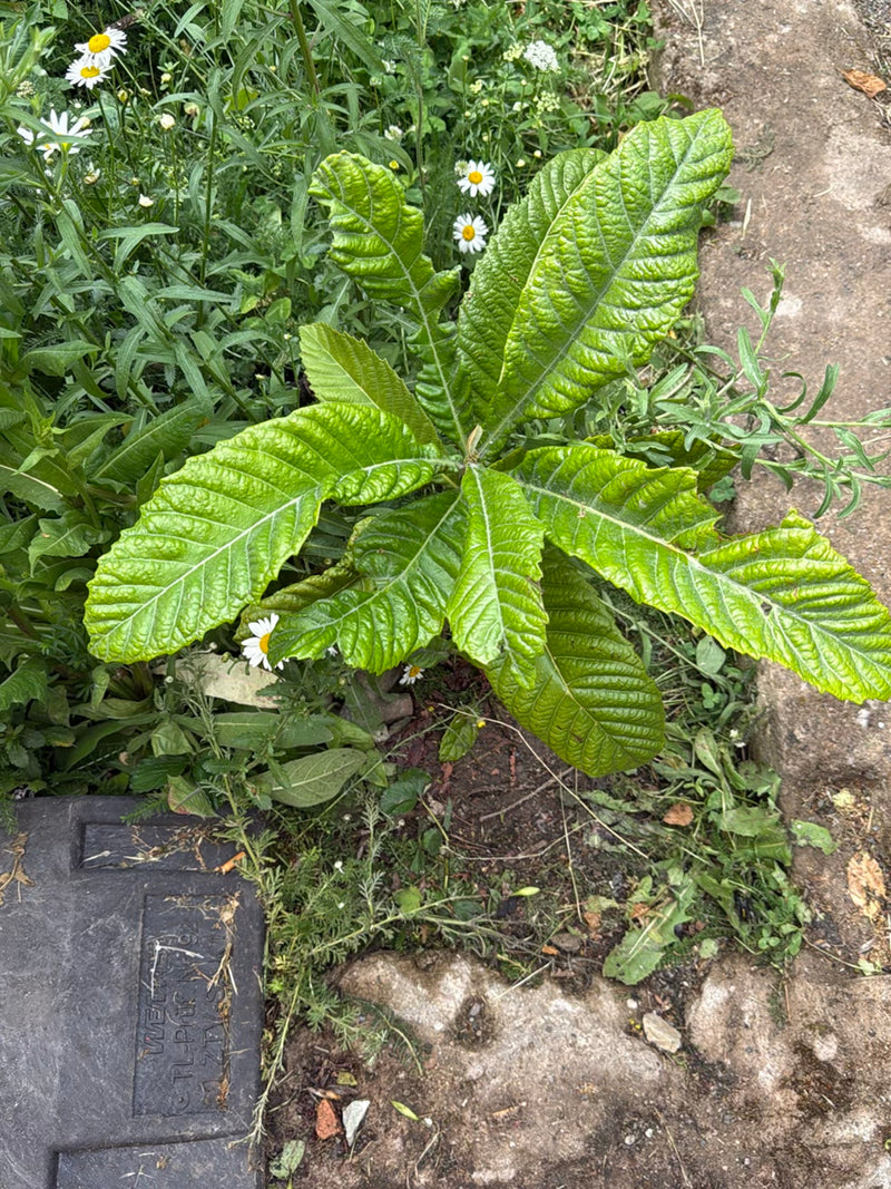 Een jonge loquatplant is van boven te zien, met zijn kenmerkend grote, gerimpelde bladeren in een rozet. De plant groeit in een tuibed nabij stenen en andere...