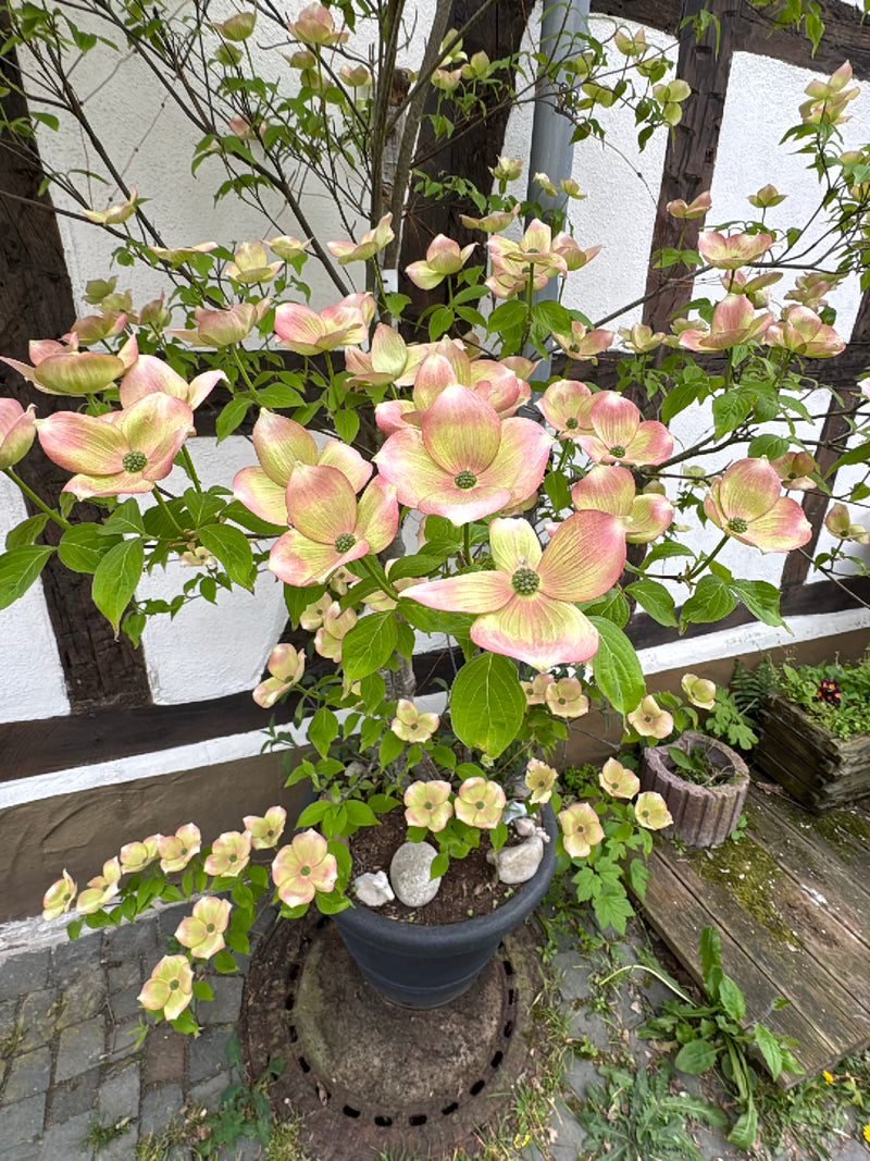Japanse bloemkornoelje — Bild 1
