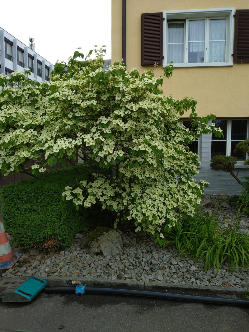 Te zien is een rijkelijk bloeiende Japanse kornoelje voor een huismuur. De talrijke witte bloeiwijzen zijn duidelijk zichtbaar.