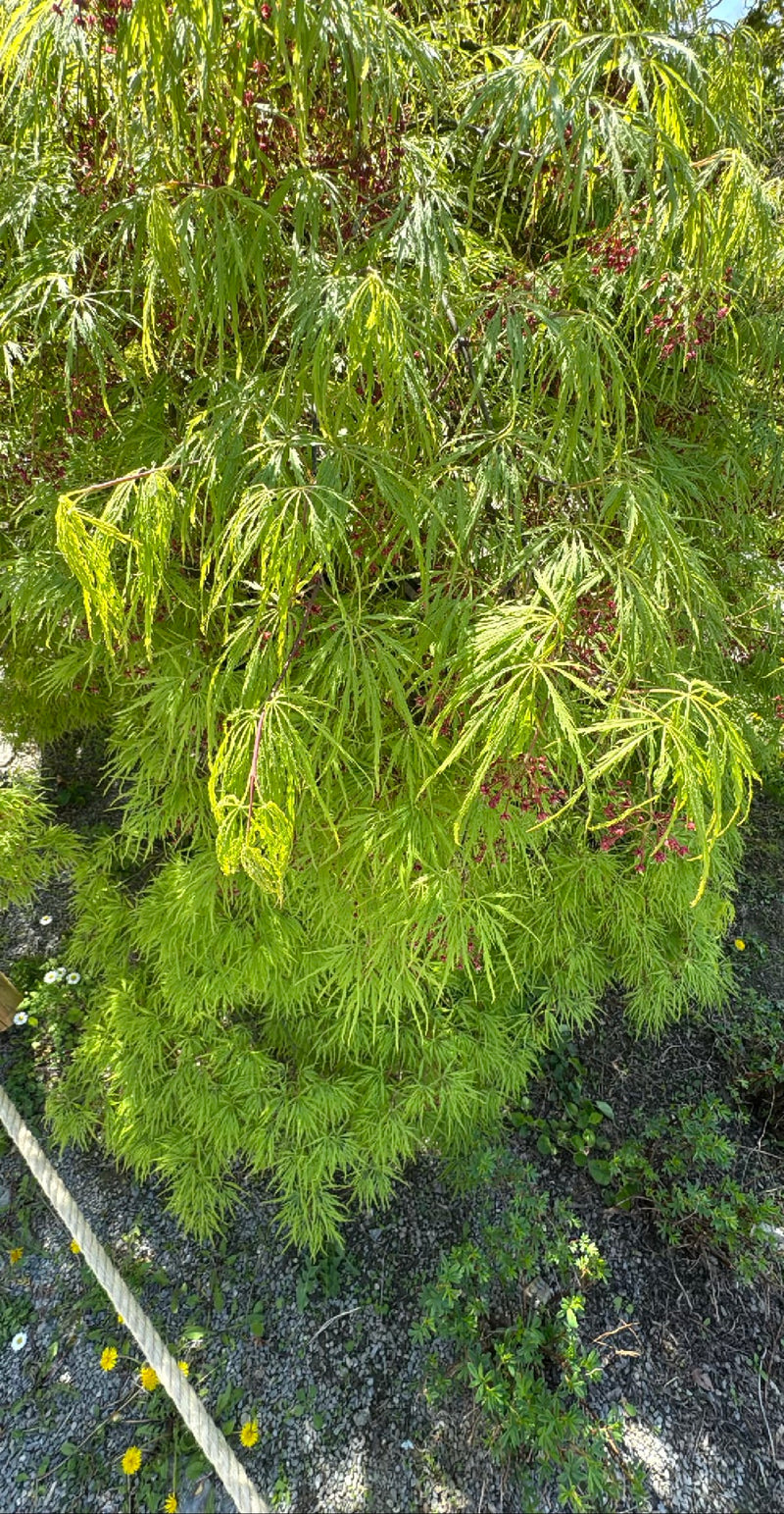 Te zien is een dichte Japanse esdoorn met fijn ingesneden, lichtgroene bladeren. De boom groeit in een tuinborder.