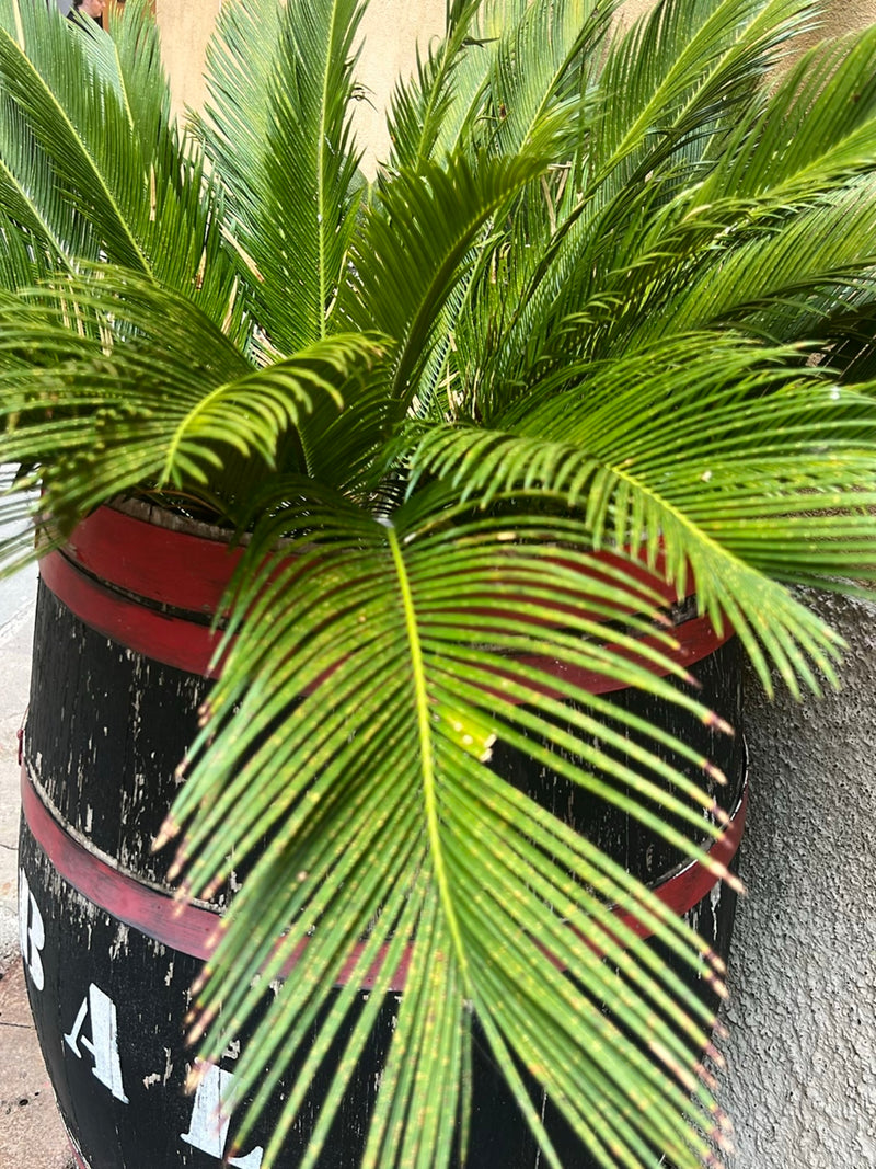 Cycad — Bild 1